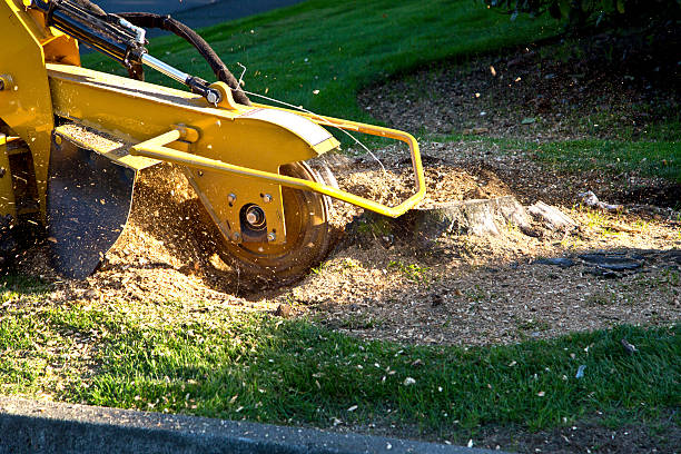 Reliable Coldstream, KY Tree Removal Solutions